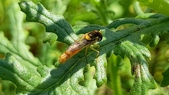 Sphaerophoria philanthus