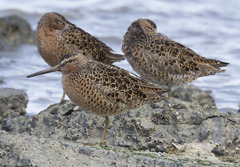 Limnodromus griseus caurinus