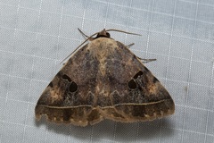 Hypopyra africana