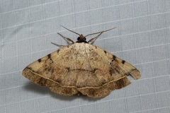 Hypopyra carneotincta