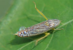 Graphocephala pulchra