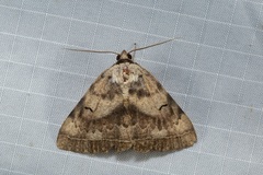 Hypopyra carneotincta