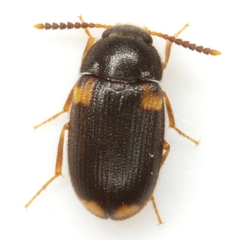 Mycetophagus serrulatus