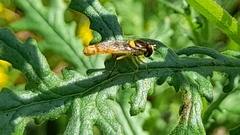 Sphaerophoria philanthus