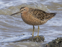 Limnodromus griseus caurinus