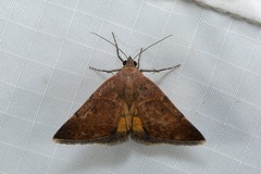 Plecopterodes moderata