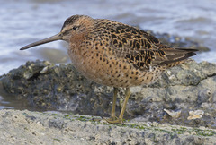 Limnodromus griseus caurinus