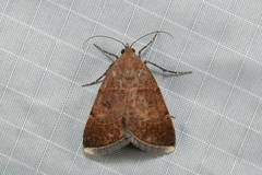 Plecopterodes moderata