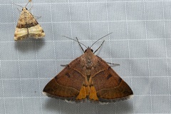 Plecopterodes moderata