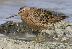 Limnodromus griseus caurinus