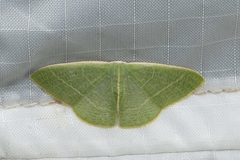 Neromia rubripunctilla