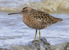 Limnodromus griseus caurinus