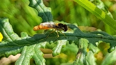 Sphaerophoria philanthus