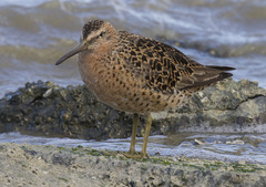 Limnodromus griseus caurinus