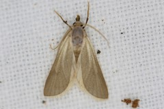 Acentria ephemerella