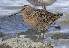 Limnodromus griseus caurinus