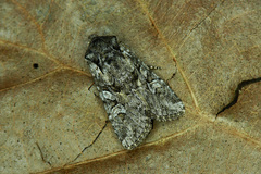 Lasionycta proxima
