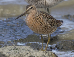 Limnodromus griseus caurinus