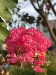 Lagerstroemia indica