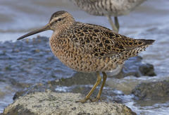 Limnodromus griseus caurinus