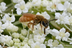 Lasioglossum vierecki