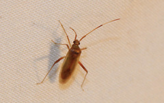 Creontiades rubrinervis