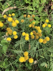Tanacetum bipinnatum