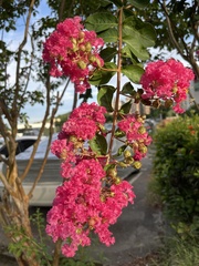 Lagerstroemia indica