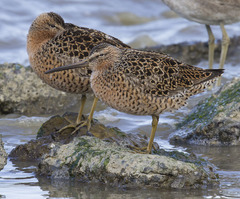 Limnodromus griseus caurinus