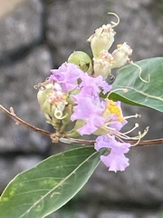 Lagerstroemia indica