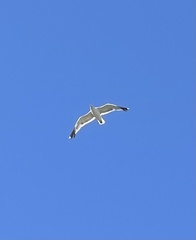 Larus
