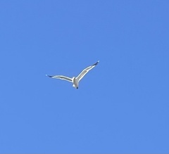Larus