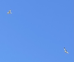 Larus