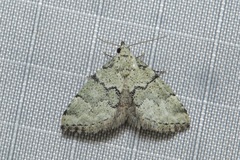 Tegiapa virescens