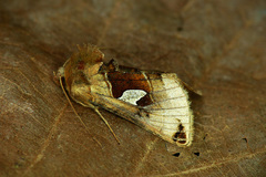 Autographa aemula