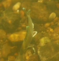 Cyprinella