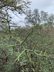Prosopis sericantha