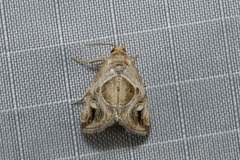 Deltote johnjoannoui