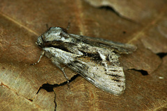 Hyppa rectilinea