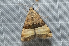 Pseudozarba bipartita