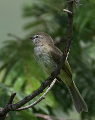 Myiopagis viridicata