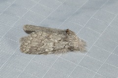 Desmeocraera interpellatrix