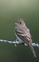 Contopus sordidulus sordidulus