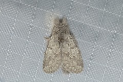 Desmeocraera interpellatrix