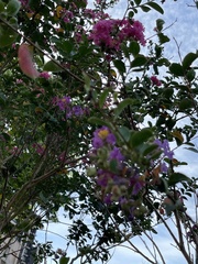 Lagerstroemia indica