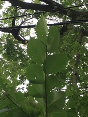 Ulmus