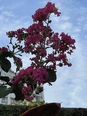 Lagerstroemia indica
