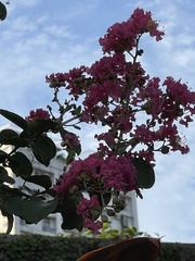Lagerstroemia indica