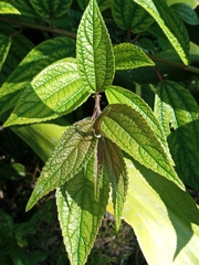 Oreocnide