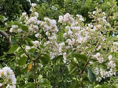 Lagerstroemia indica